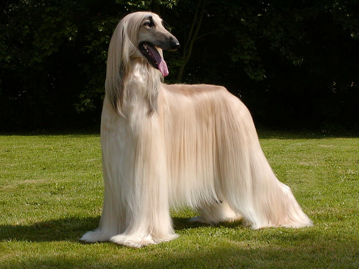 Dogs, Afghan Hound, HD wallpaper