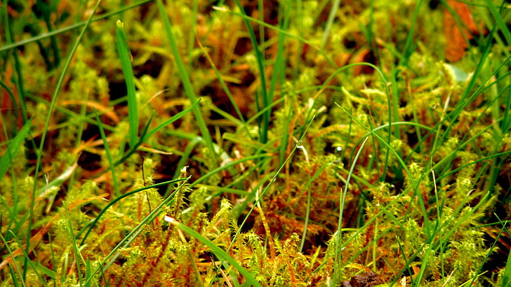 moss, grass, plant, growth, green color, nature, land, no people