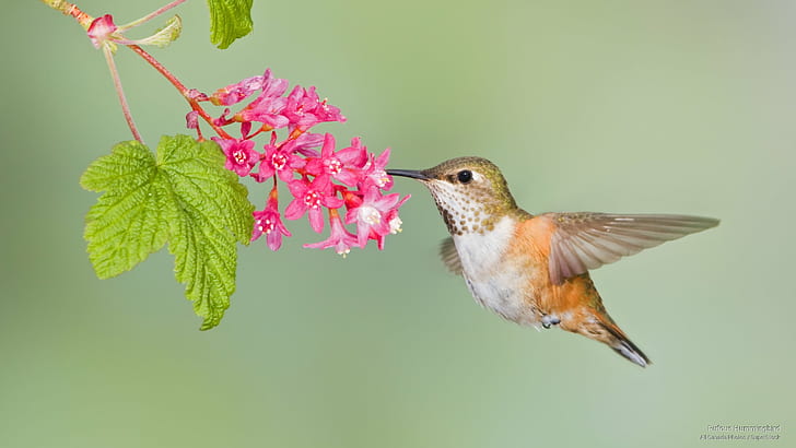 Rufous Hummingbird, Birds, HD wallpaper