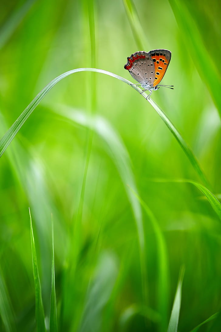 shallow focus photography of common blue butterfly on laaf, Canon