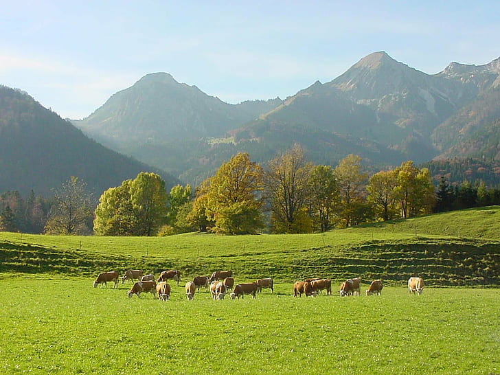 Chiemgauer, Berge, Breitenstein, Geigelstein, breitenstein, untitled, HD wallpaper