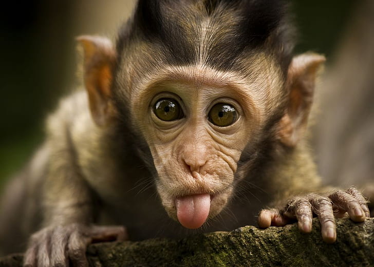 HD wallpaper: for Windows, funny, indian Monkey | Wallpaper Flare