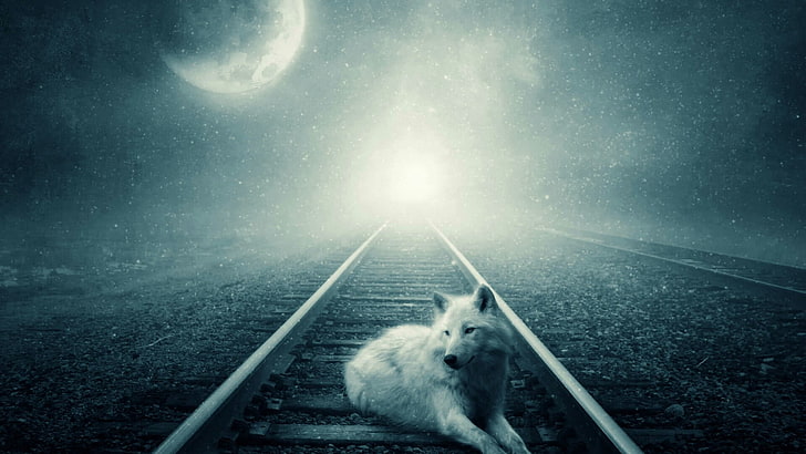white wolf, sky, moon, starry night, full moon, wild animal, HD wallpaper