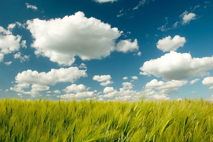 HD wallpaper: green grass field and cloud illustration, Clouds, nature,  summer | Wallpaper Flare