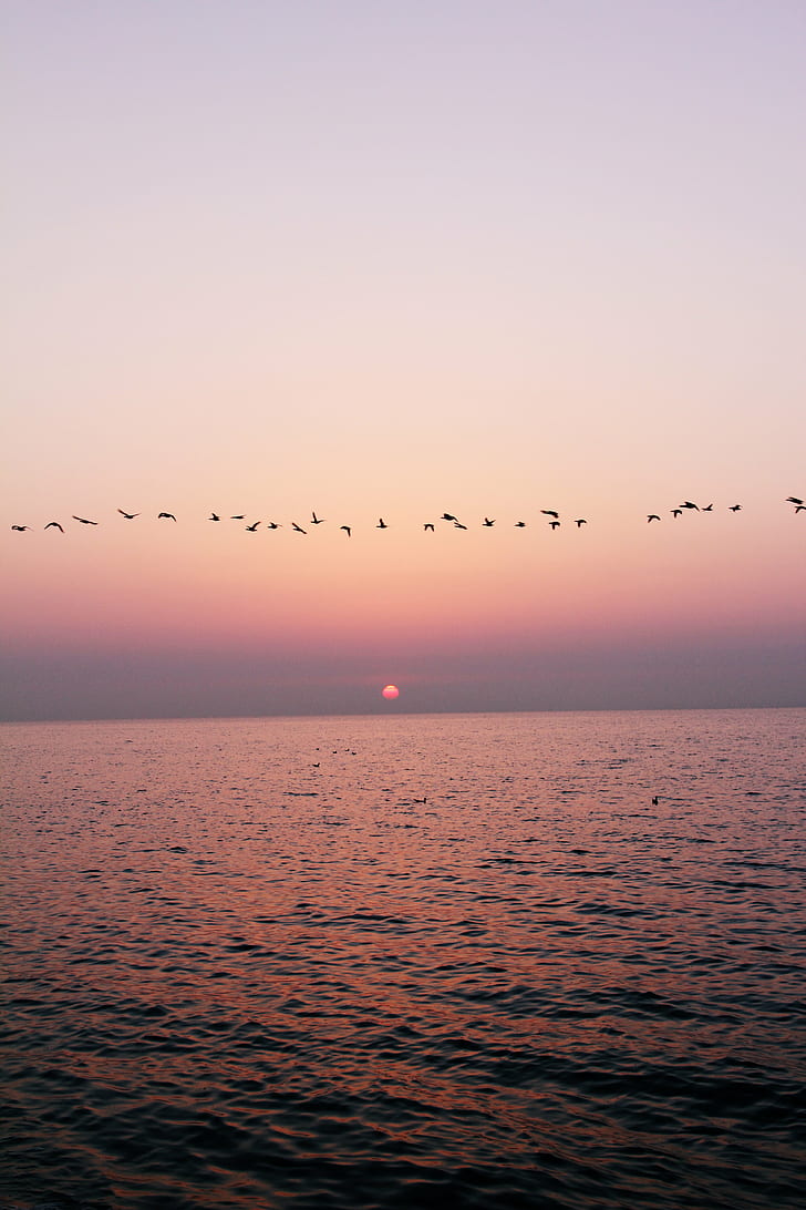 flock of flight birds over the sea, Tag, ocean, sky, sunset  sundown, HD wallpaper