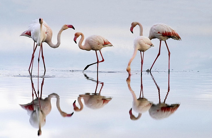 Greater Flamingos Fuente De Piedra Lagoon Spain, five white flamingos, HD wallpaper