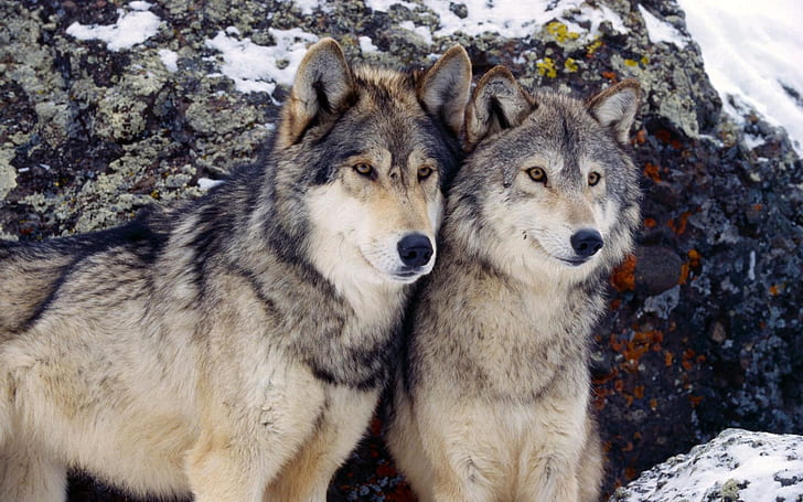 Two wolves, two black utonagan dogs, HD wallpaper