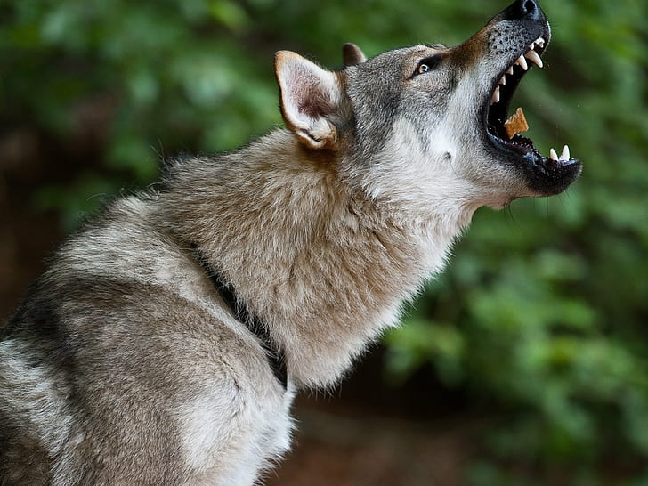 selective focus photography of howling gray wolf, czechoslovakian, czechoslovakian, HD wallpaper