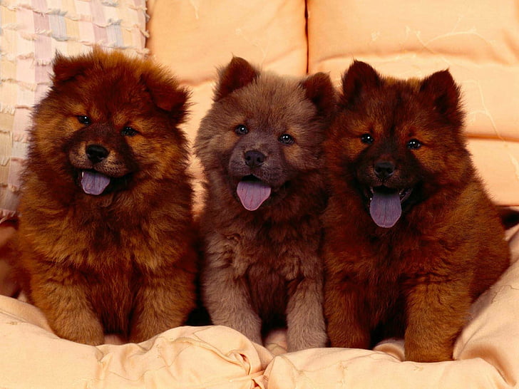 Dogs, Chow Chow, Animal, Puppy, mammal, animal themes, pets