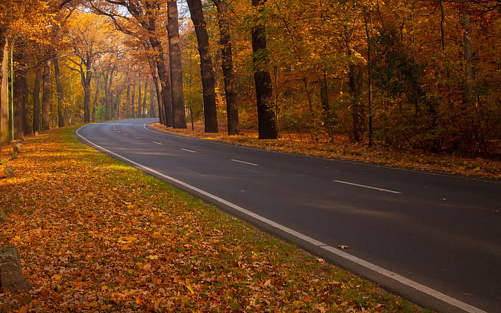 Road through Autumn Woods, black concrete pavement, leafs, alone, HD wallpaper