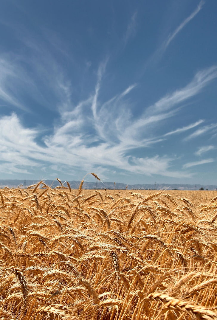 wheat, sky, landscape, agriculture, field, cloud - sky, plant, HD wallpaper