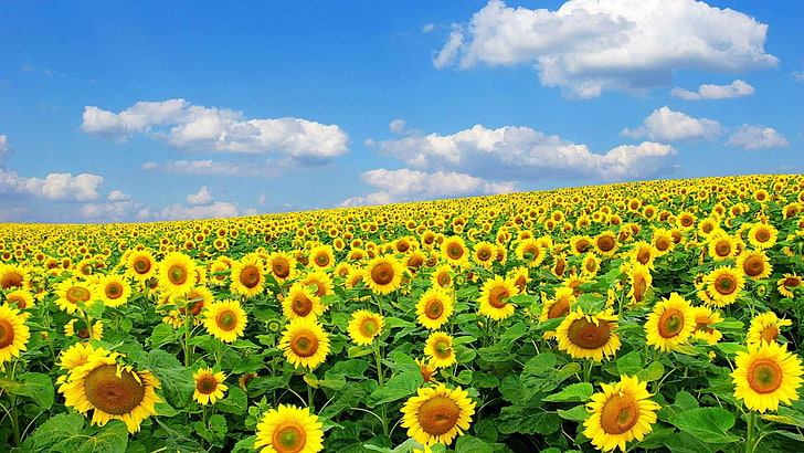 HD wallpaper: spring hd widescreen for desktop, plant, flower, yellow,  flowering plant | Wallpaper Flare