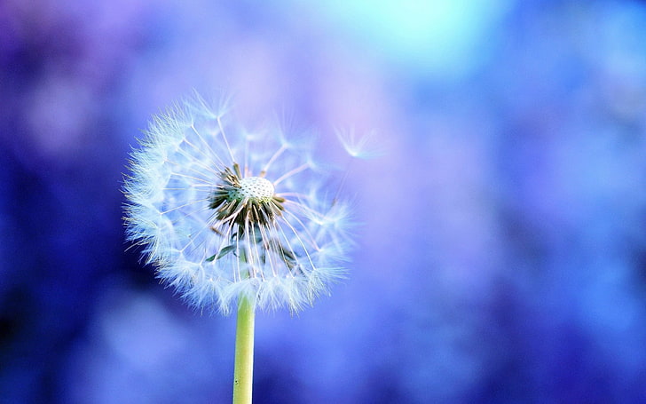 white dandelion seed head, light, flying, fog, nature, flower