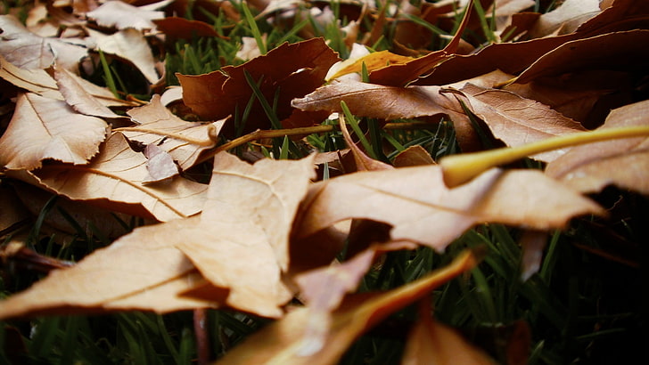 dry leaves, nature, leaf, plant part, close-up, autumn, no people, HD wallpaper