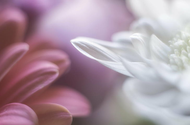 macro photography of white and pink petaled flowers, Sway, with me, HD wallpaper