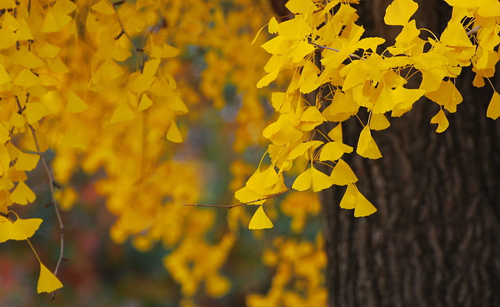 Ginkgo, Seasons, Autumn, Yellow, Leaves, Tree, HD wallpaper