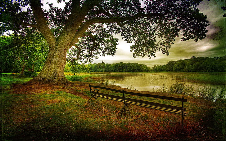 Nature landscape, autumn, trees, forest, lake, benches