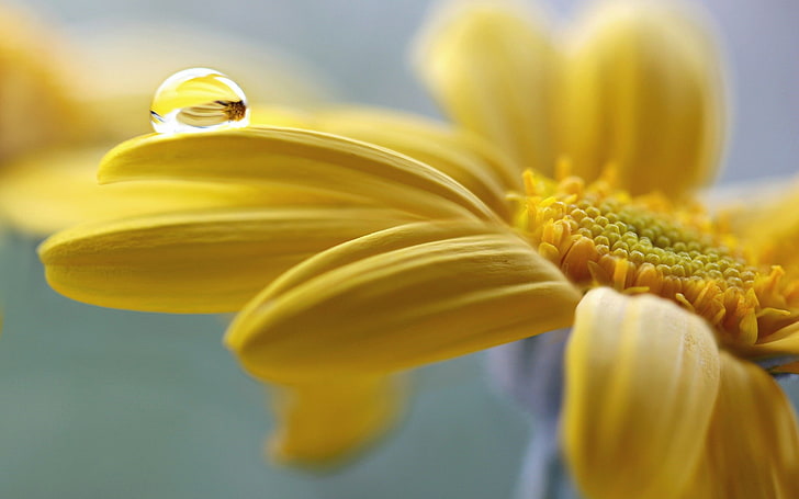 nature, flowers, water drops, macro, yellow, yellow flowers