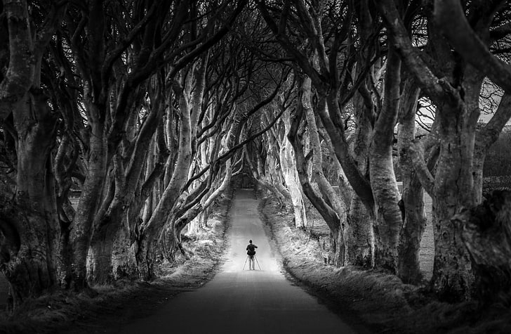 Dark Hedges, Avenue of Beech Trees, Northern..., Black and White, HD wallpaper