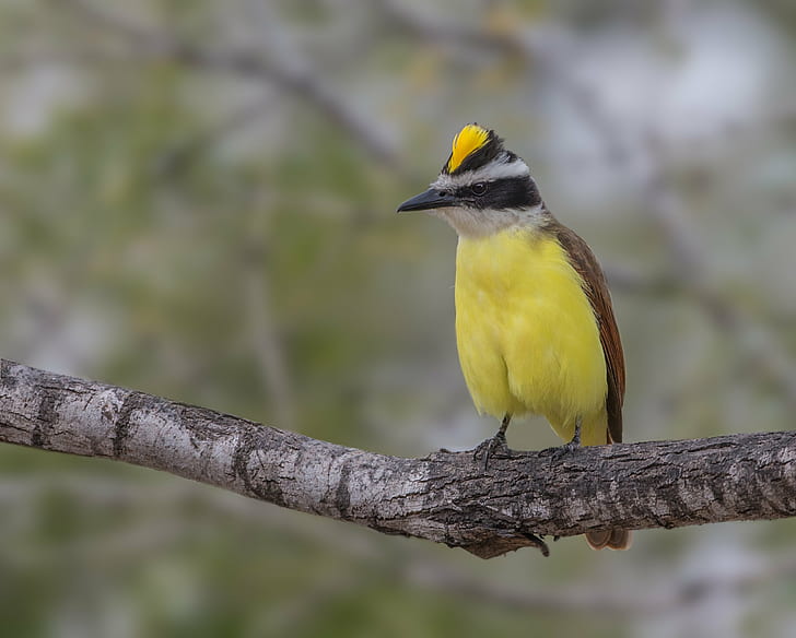 yellow and brown bird perched on brown tree branch at daytime, great kiskadee, great kiskadee