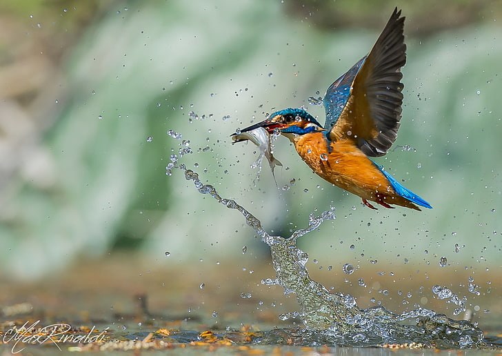 orange and blue bird, water, drops, fish, hunting, Kingfisher