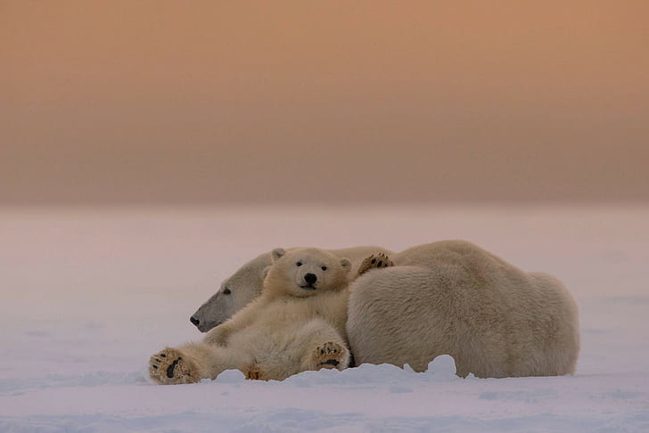 White Bears, polar bear and cub, HD