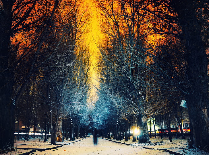 Armenia, Gyumri, bare trees wallpaper, Seasons, Winter, City, HD wallpaper