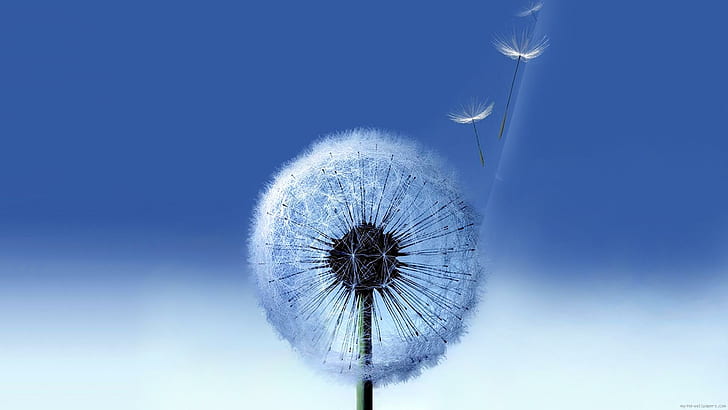 Dandelion flying in the wind, dandelion flower, nature, blue