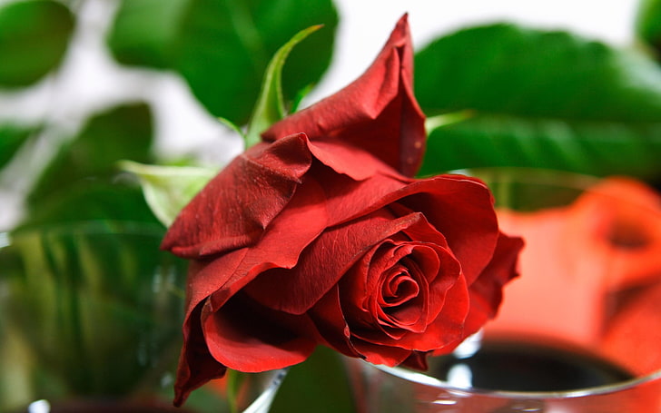 HD wallpaper: red rose, flower, leaves, glass, rose - Flower, nature, petal  | Wallpaper Flare