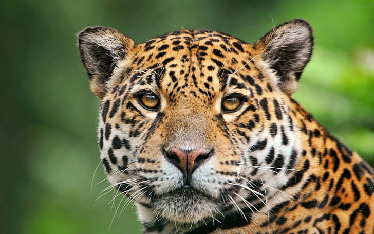 leopard (animal), animals, big cats, wildlife, green, HD wallpaper