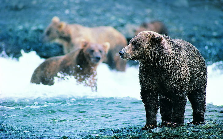 Grizzly Bear Bear HD, brown grizzly bear, animals
