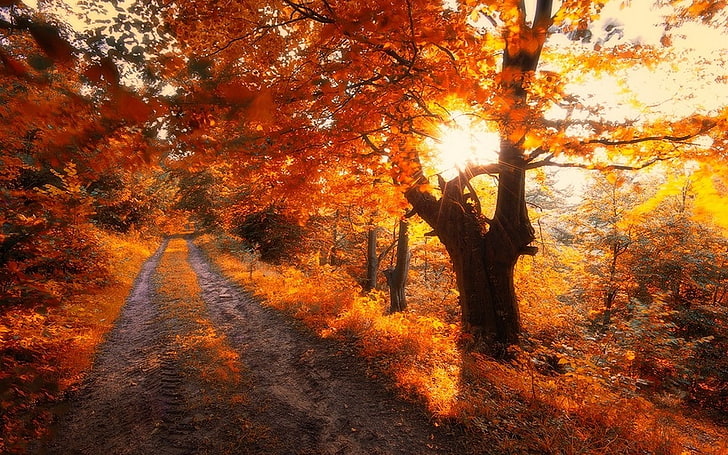 nature, landscape, road, trees, fall, leaves, red, shrubs, autumn, HD wallpaper