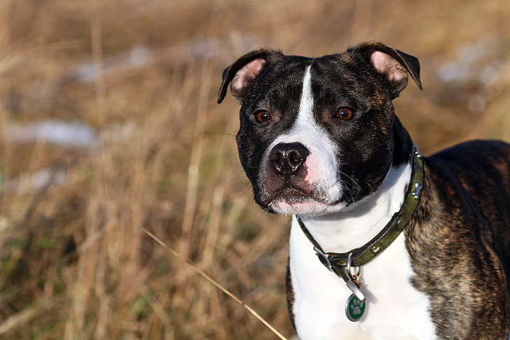 adult black brindle and white American pit bull terrier, each