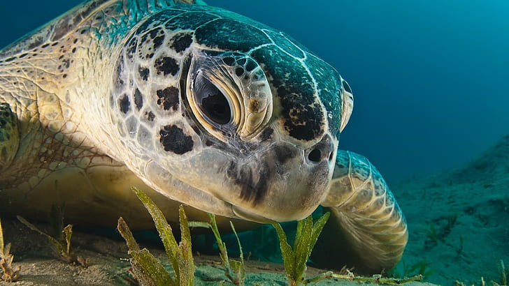 turtle, underwater, closeup, animals