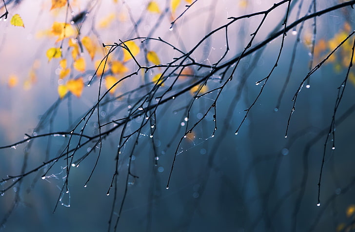 bare tree, branch, nature, rain, water drops, plant, focus on foreground, HD wallpaper