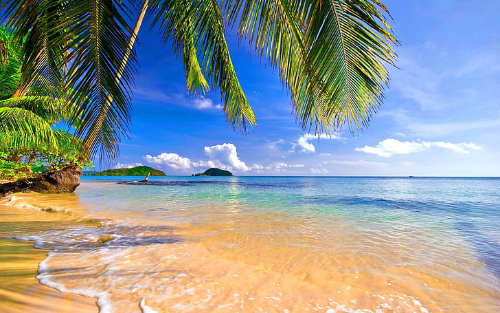 Shore palms tropical beach-Summer Scenery HD Wallp.., body of water, HD wallpaper
