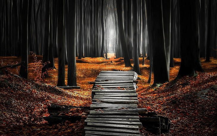 gray wooden bridge, landscape, nature, forest, mist, path, leaves, HD wallpaper