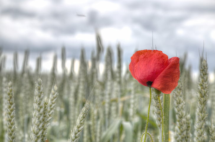 red poppy flower on wheat field at daytime, Lady in red, Sky