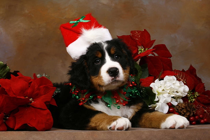 Christmas dog 1080P, 2K, 4K, 5K HD wallpapers free download | Wallpaper  Flare