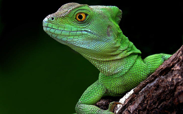 animals, lizards, reptile, yellow eyes, simple background, green, HD wallpaper