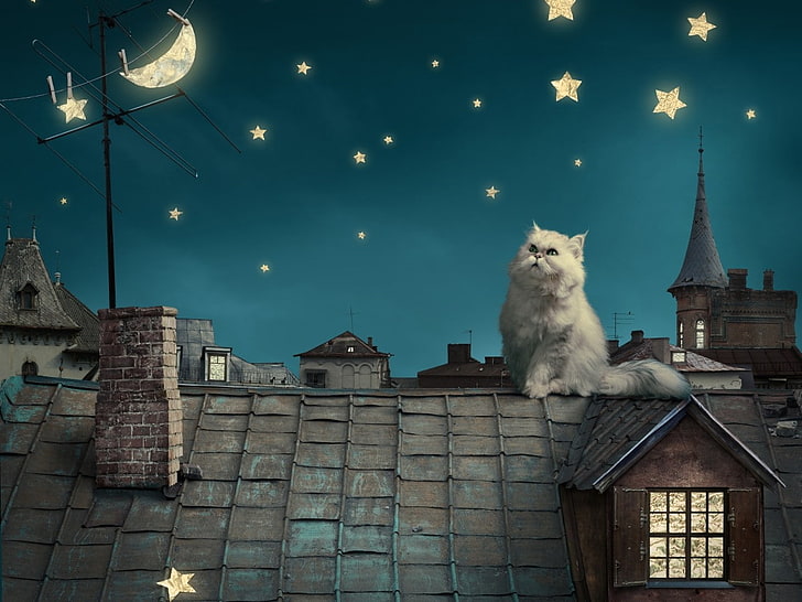 white Persian kitten 3D illustration, night, cat, stars, Moon, HD wallpaper
