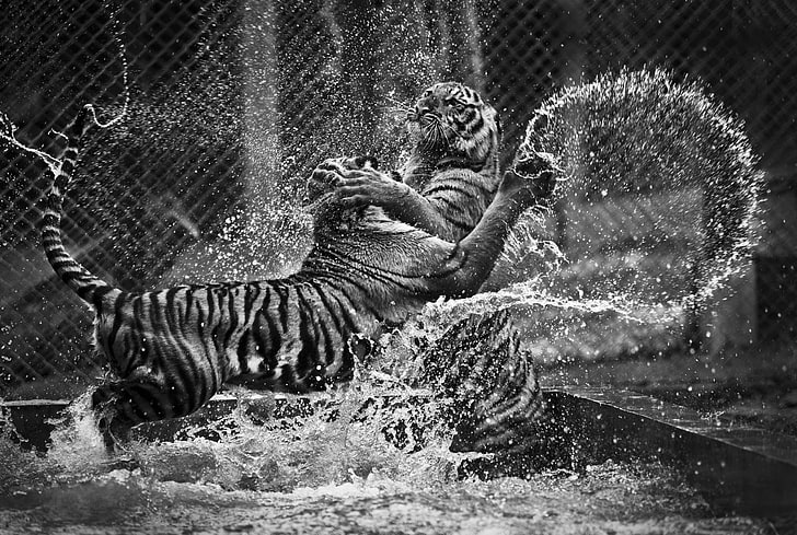 tigers illustration, animals, monochrome, waves, water, black And White
