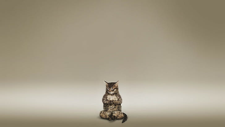 Cat Meditate Zen HD, silver tabby cat, animals