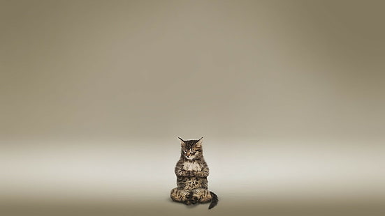 HD wallpaper: Cat Meditate Zen HD, silver tabby cat, animals | Wallpaper  Flare