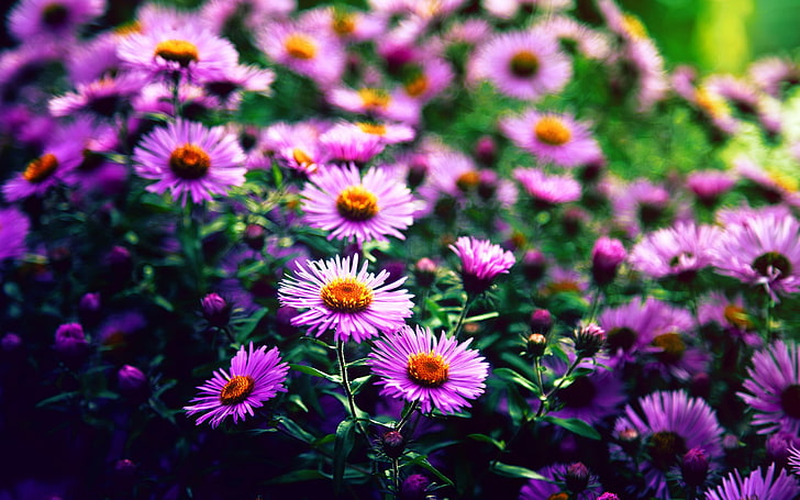purple and yellow petaled flowers, purple flowers, depth of field, HD wallpaper