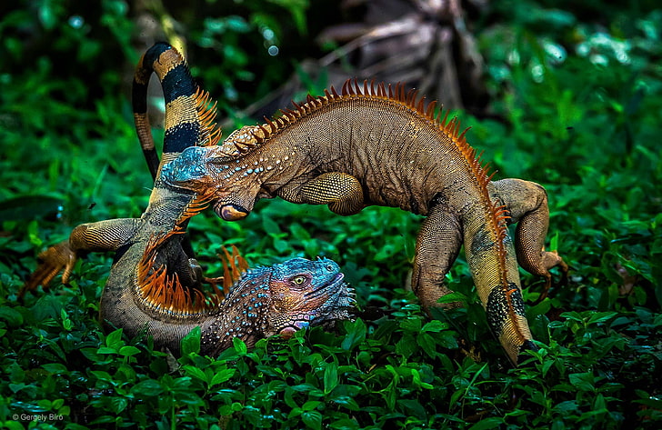 two multicolored geckos, nature, plants, animals, battle, iguana