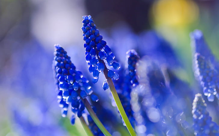 Muscari blue, close-up, blurred photography, HD wallpaper