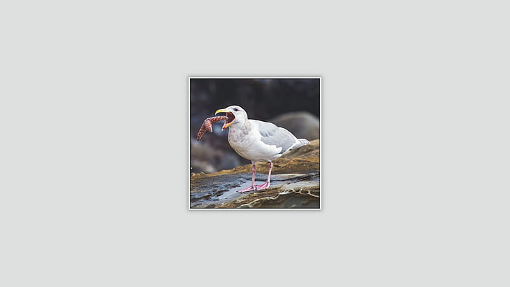 seagulls, birds, HD wallpaper