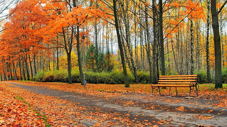 park, autumn, leaf, path, tree, grove, woodland, deciduous, HD wallpaper