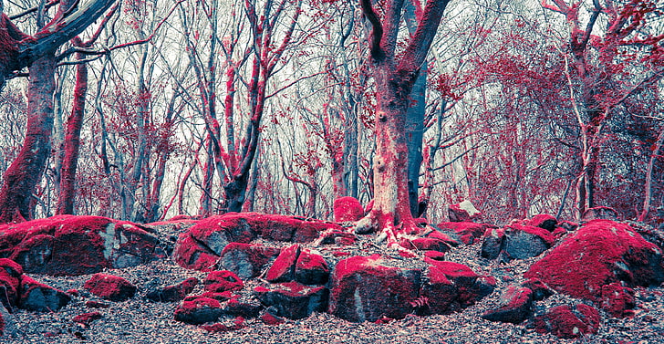 barna, crimson, forest, galway, moss, red, rocks, sky, trees, HD wallpaper